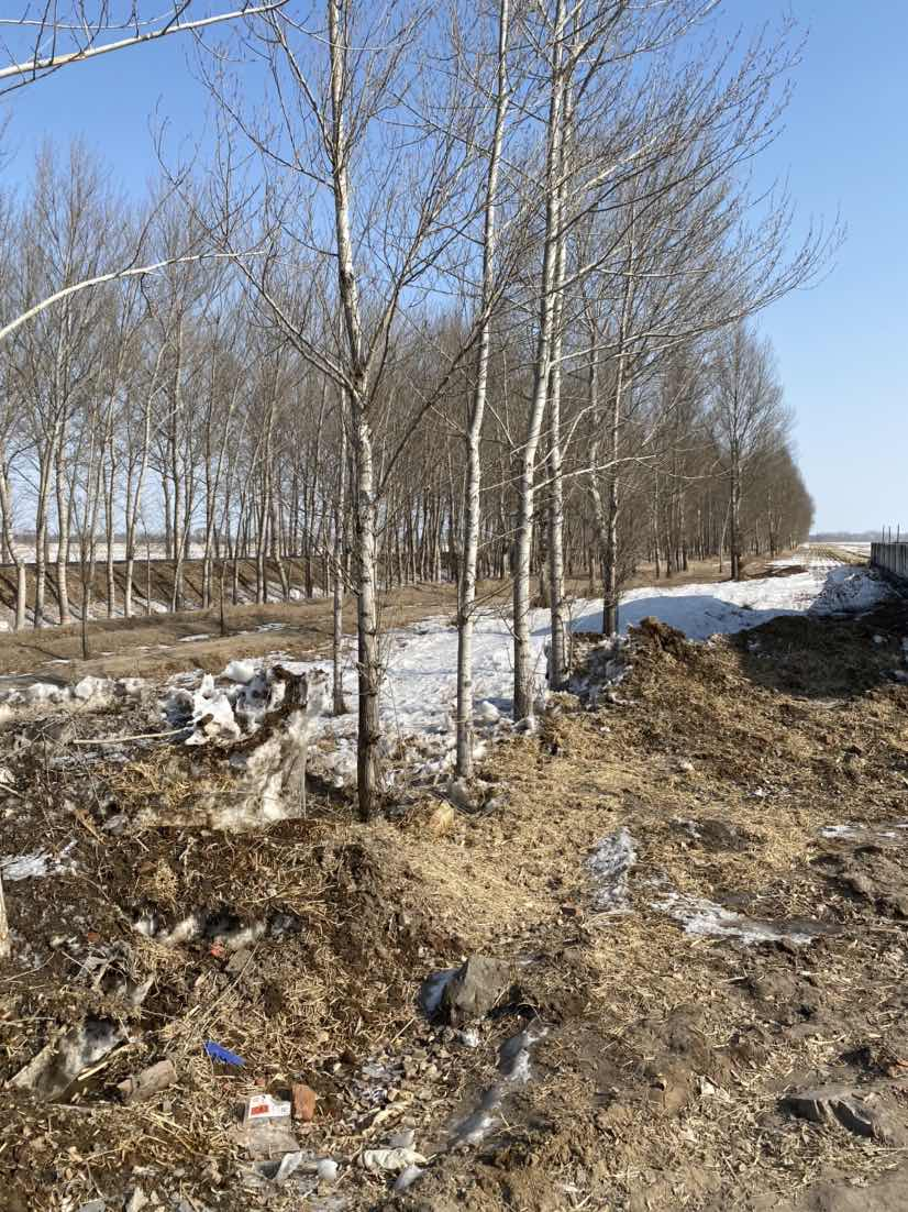 内蒙古自治区通辽市余粮堡五分场林权（杨树）林地